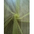 Tulle fabric with dots