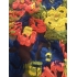 Silk organza jacquard