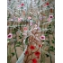 Tulle embroidery fabric